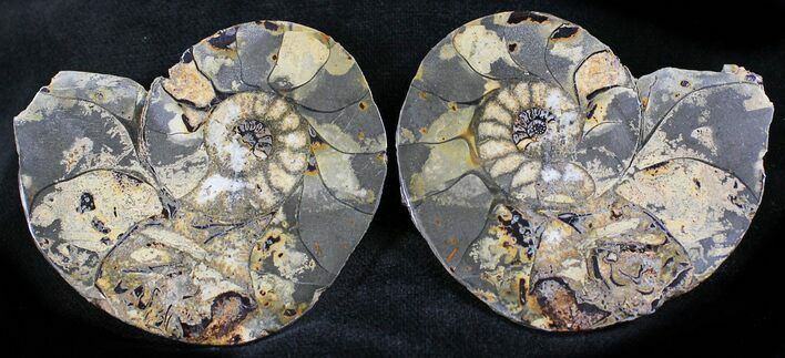 Iron Replaced Ammonite Fossil Pair #27452